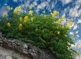 Pseudofumaria lutea